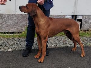 Sharula Cameo Big Jake at Callmn IMP MNE