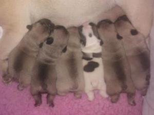 Orson and Unique Babies