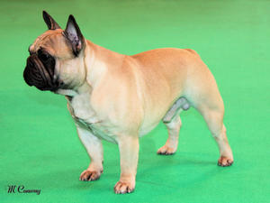 Tucker Bever Tail at Raglenary