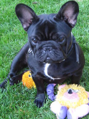 russian bulldog breed