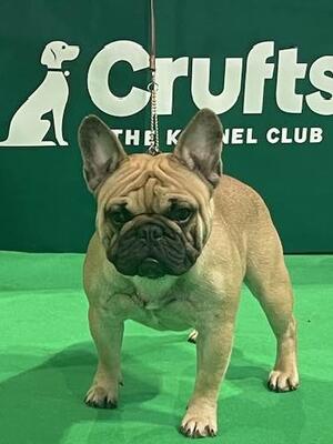 Yukio Crufts 2024