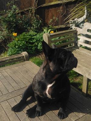 Black Russian From Raglenary