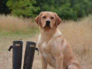 Pridingpoint Firebird