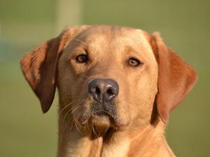 Henergy Cinnamon Bird.