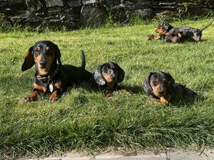 With sire, Whiskey aka Lord Whiskey & Water