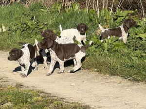 Most of the litter