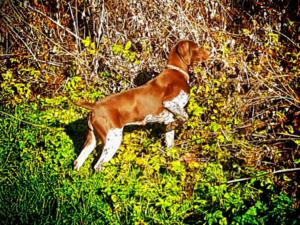 BONNIE (Disglairhill tomahawks coch girl)