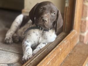 Dog black collar