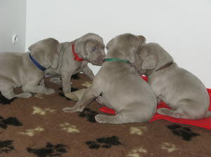 Puppies ready for new homes on 18 May
