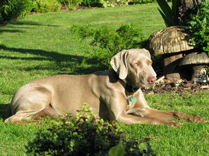 Cashew enjoying the sun