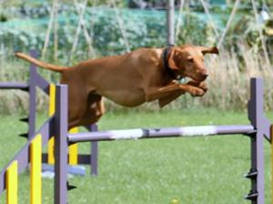 Tango taking agility in her stride