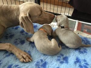 Kisses from Mum
