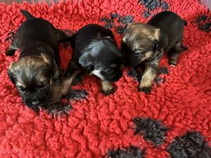 3 girls at 3 weeks