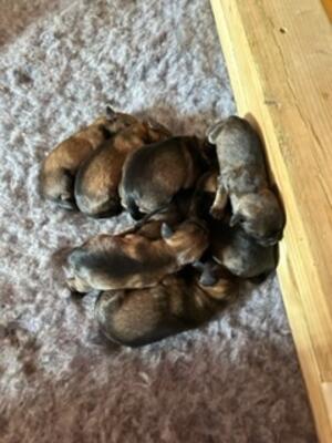 Puppies 4 days old