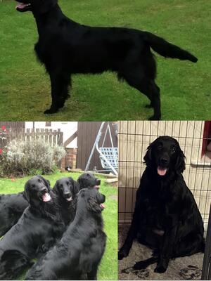 Mum,dad,granny aunty & uncle