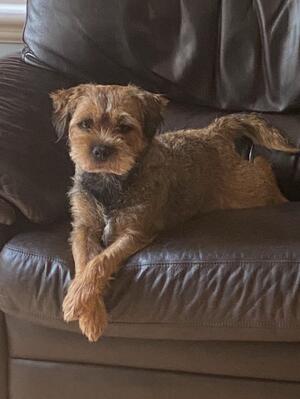Dad of puppies haggis the highlander