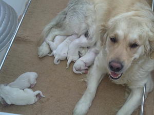 Wendy's puppies at 1 day old