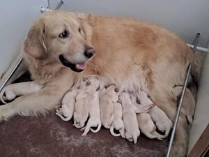 Puppies and mum 2 days old