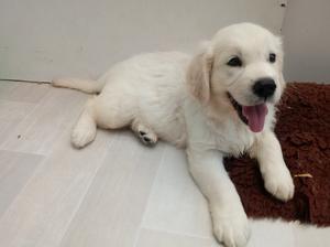 Dog puppy