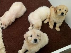 Puppies 5 weeks old