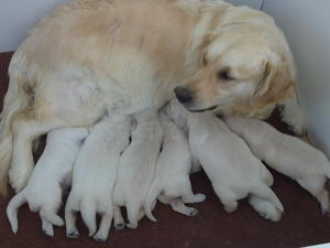 Wendy's puppies at 2 weeks old