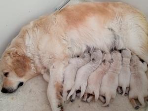 Puppies 9 days old
