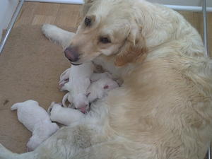 Wendy's puppies at 2 days old