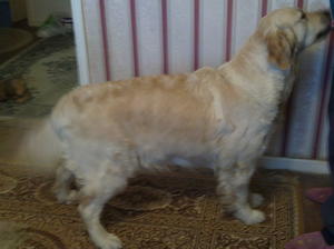  Wendy in show dog pose wagging her tail