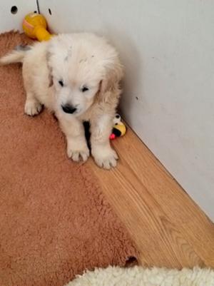 boy puppy 7 weeks old