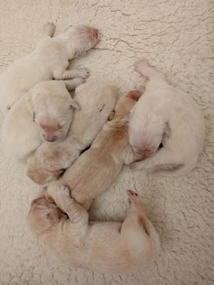 puppies 3 days old