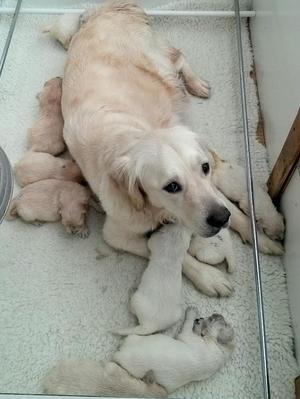 Last litter at 3 days old