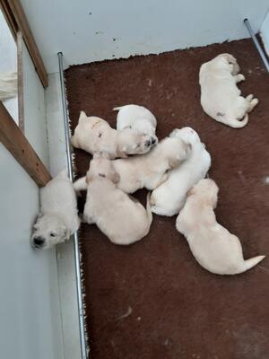 Puppies at 2 weeks old