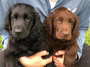 Mr Blue and Mr Cocoa