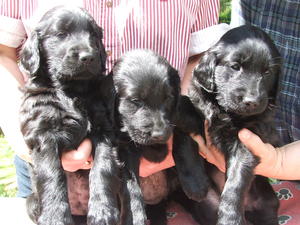The girls at 6 weeks