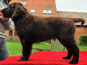 Mr Cocoa