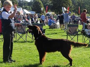Brownie winning at Richmond Show 2016