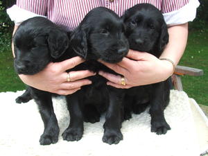 The boys at 6 weeks