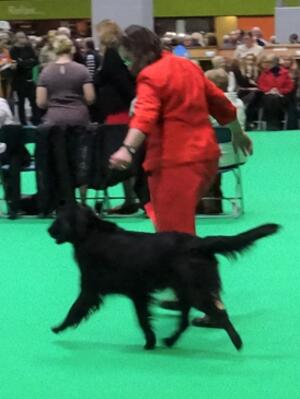Shadow on the move at Crufts 19