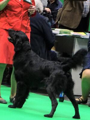 Shadow at Crufts 2019
