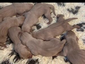 Puppies