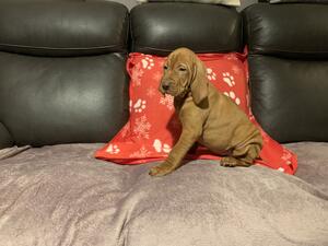 Male 2 Fully Vaccinated ready to go