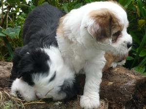 Sabu at 6 weeks old