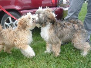 Phoebe and Harley (litte - meeting at 6 months old