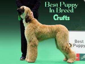 Crufts 2024