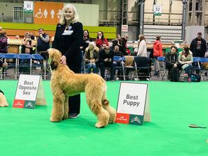 Best puppy in Breed at Crufts ‘24