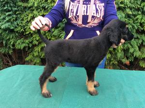 Black and Tan male