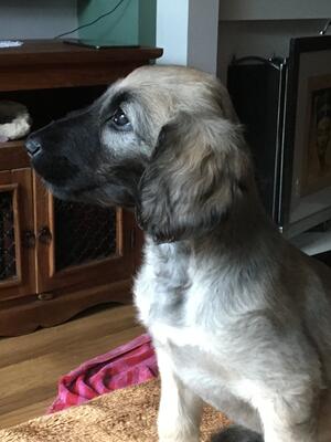 cream bitch black mask @ 8 weeks