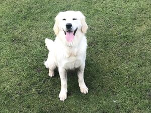 Brodie at 3 Years Old