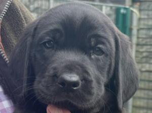 Beautiful Black Bopy
