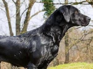 Ziva